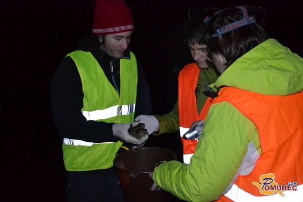 FOTO: Prostovoljci v Petanjcih pomagajo žabam pri »prečkanju« ceste